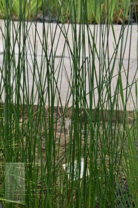 Schoenoplectus lacustris (Scirpus)