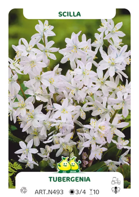 Scilla tubergeniana (mischtschenkoana)