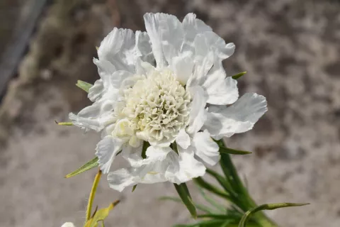 Scabiosa cauc. 'Perfecta Alba'