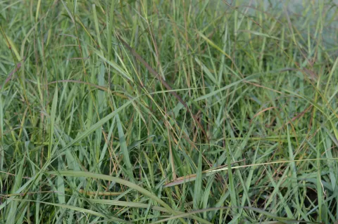 Schizachyrium scoparium 'Prärie Blues'