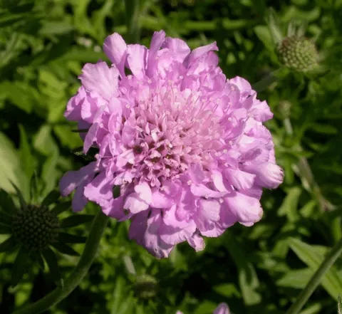 Scabiosa columb. 'Pink Mist'