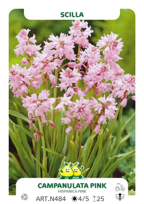 Scilla campanulata 'Rosea'