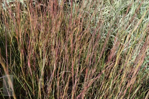 Schizachyrium scoparium