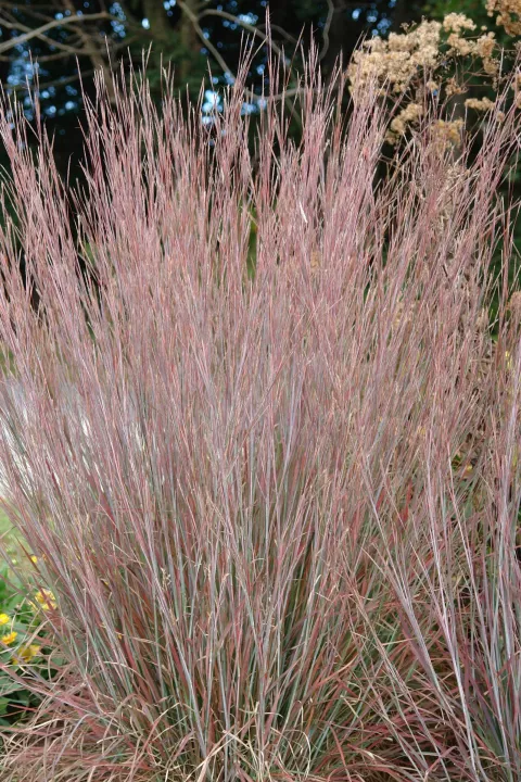Schizachyrium scoparium 'Standing Ovation'