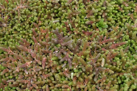 Sedum acre