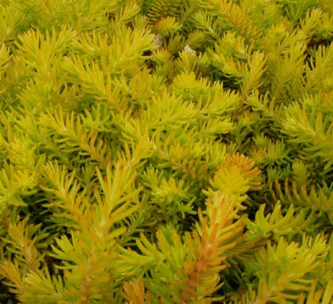 Sedum refexum 'Angelina'