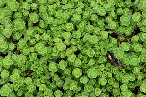 Sedum spurium 'Album Superbum'