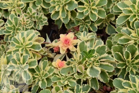 Sedum takesimense 'Atlantis' PBR