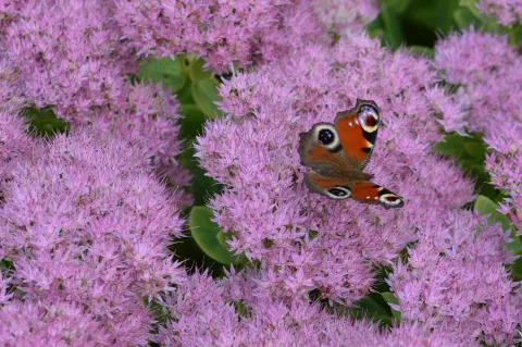 Sedum spectabile 'Brillant'