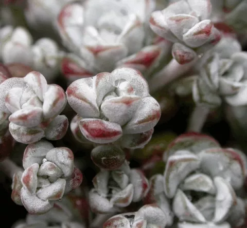 Sedum spath. 'Cape Blanco'