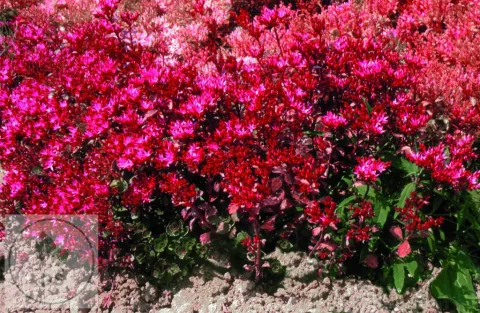 Sedum spurium 'Coccineum'