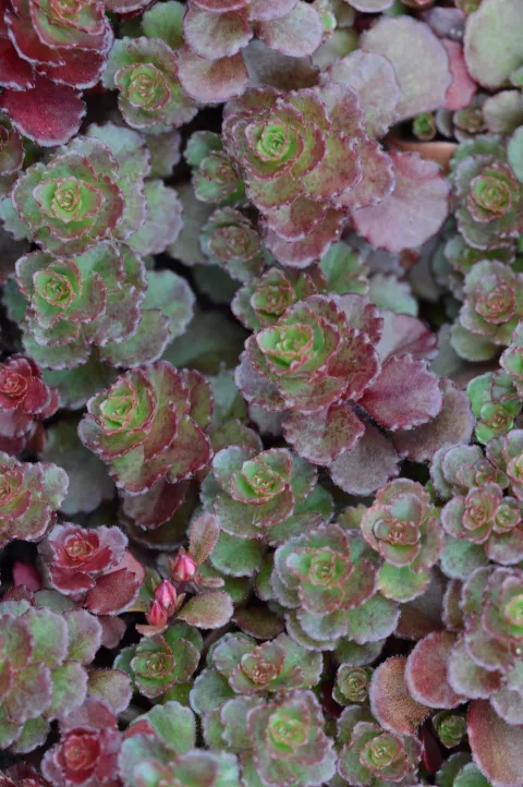 Sedum spurium 'Fuldaglut'