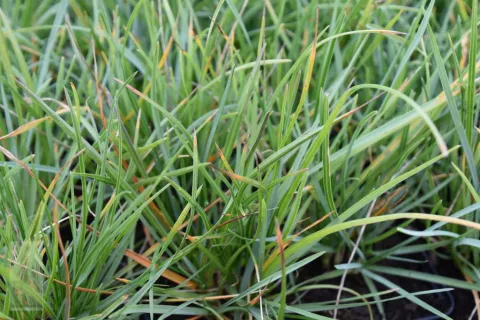 Sesleria heufleriana