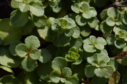 Sedum kamtschaticum