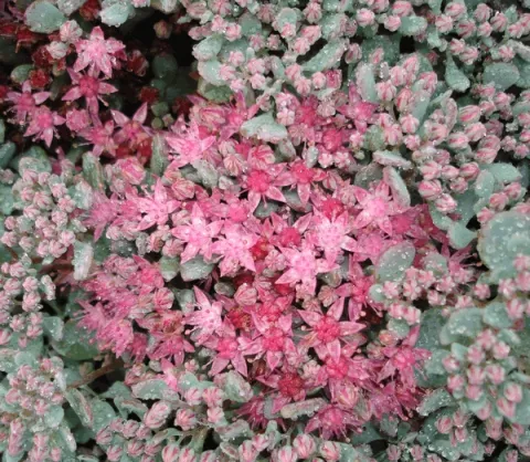Sedum cauticola 'Lidakense'
