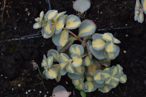 Sedum sieboldii 'Mediovariegatum'