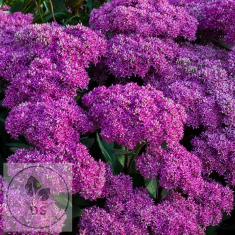 Sedum hybride 'Mr Goodbud'