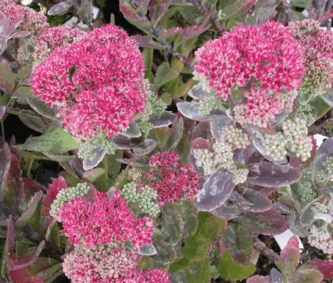 Sedum tel. 'Munstead Purple'