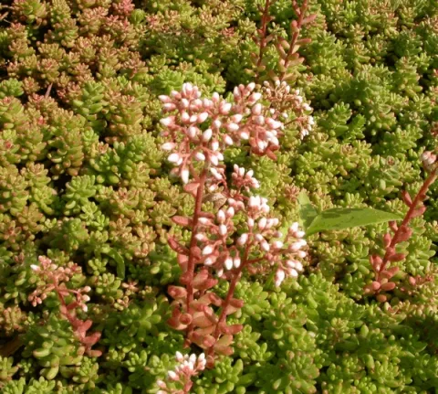Sedum album 'Murale'