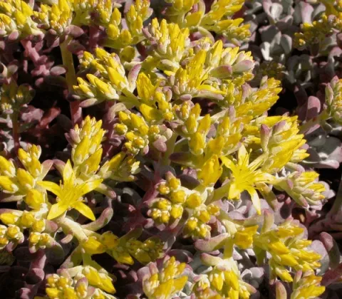 Sedum spath. 'Purpureum'