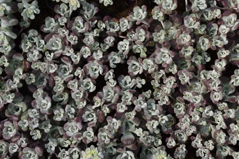 Sedum spath. 'Purpureum'