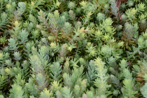 Sedum reflexum