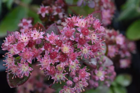 Sedum hybride 'Strawberry and Cream'