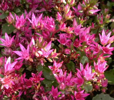 Sedum spurium 'Schorbuser Blut'