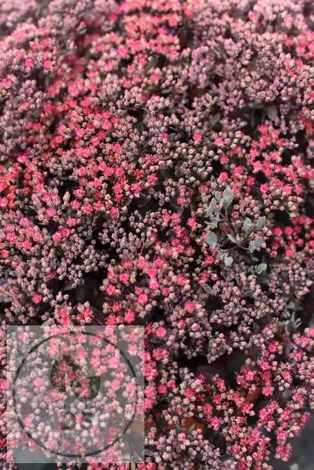 Sedum hybride 'Sunsparkler Dazzleberry'