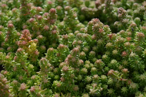Sedum sexangulare