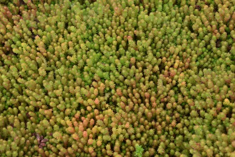 Sedum sexangulare