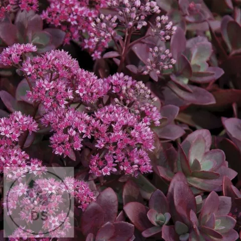 Sedum hybride 'Sunsparkler Firecracker'