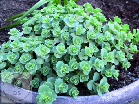 Sedum sieboldii