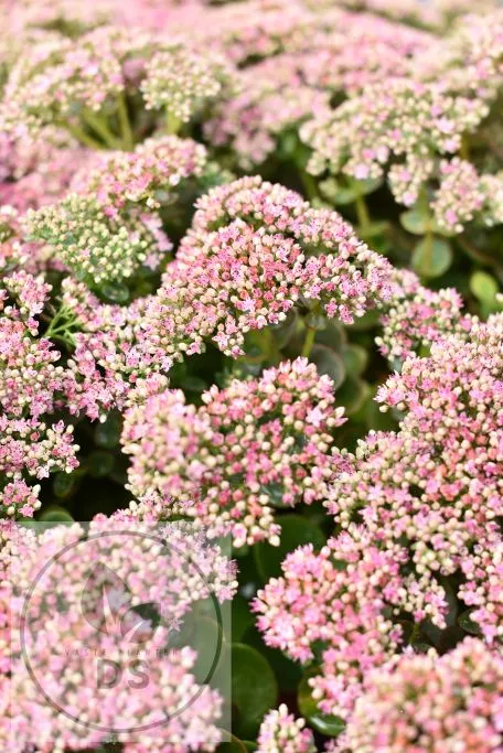 Sedum hybride 'Sunsparkler Lime Zinger'