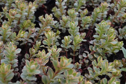 Sedum spurium 'Tricolor'