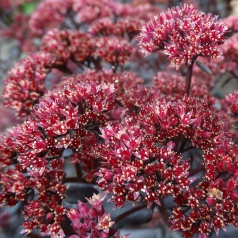 Sedum hybride 'Touchdown Teak' PBR