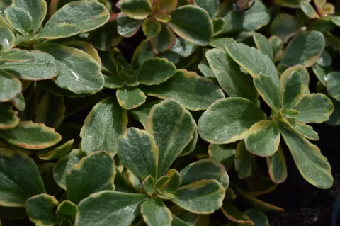 Sedum kamt. 'Variegatum'