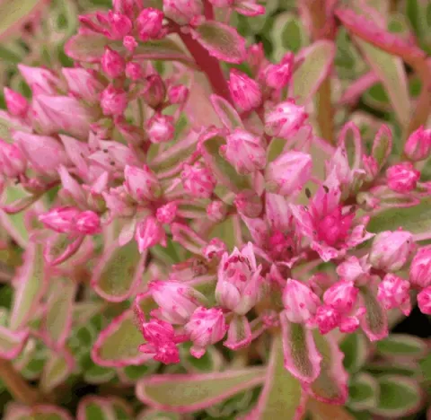 Sedum spurium 'Variegatum'