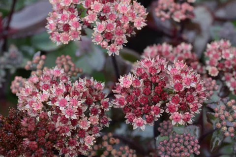 Sedum hybride 'Xenox'