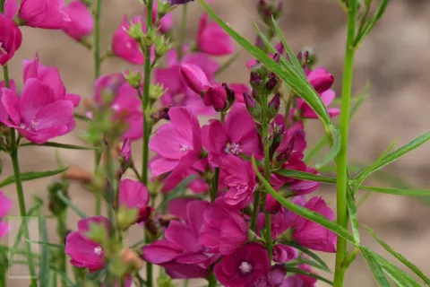 Sidalcea oregana 'Brilliant'
