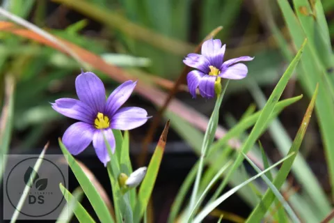 Sisyrinchium angustifolium 'Lucerne'