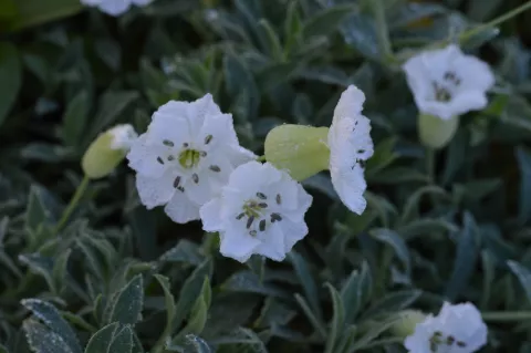 Silene maritima