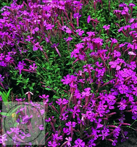 Silene schafta 'Splendens'