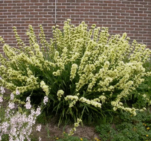 Sisyrinchium striatum