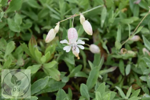 Silene vulgaris