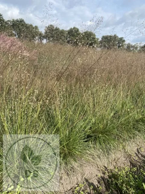 Sporobolus het. 'Cloud'