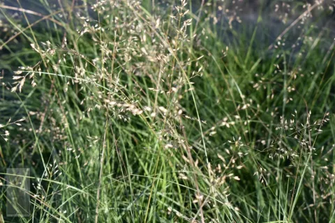 Sporobolus heterolepsis