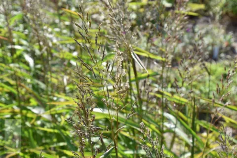 Spodiopogon sibiricus