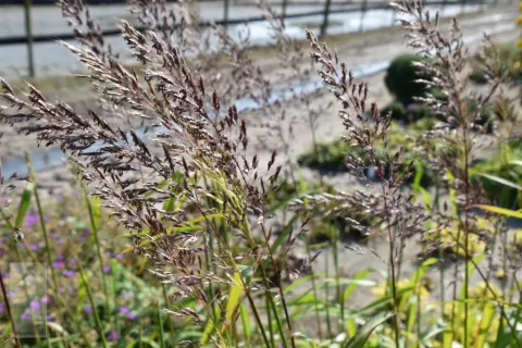 Spodiopogon sibiricus 'West Lake'