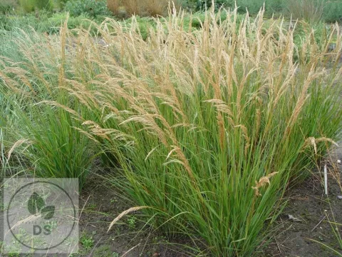 Stipa calamagrostis 'Algäu'